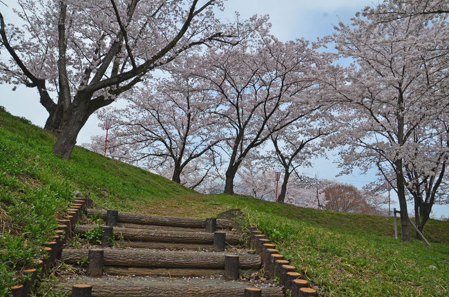 地元の桜はまだいまいちなので、いろいろ調べて県西部か愛知県に行こうかと検討しましたがお天気が良くないようです。<br />そこで晴れ間も出る予報になっていたR52富士川の上流方面に行くことにしました。<br />第1回の今回は、富士川町の大法師公園です。<br />ここは、“日本さくら名所百選”にも選ばれていて大法師山の小高い山頂が淡いピンク色に染まるとの事です。(富士川町のHPより)<br />ちょうど開催されていた“第３７回 大法師公園さくら祭り”(03月29日～04月09日開催)が終わったところですので空いているかと思いましたが、予想以上に混んでいて驚きました。<br /><br />★富士川町のHPです。<br />http://www.town.fujikawa.yamanashi.jp/index.html<br /><br />★桜名所 全国お花見1000景2017年度版のHPです。<br />https://hanami.walkerplus.com/