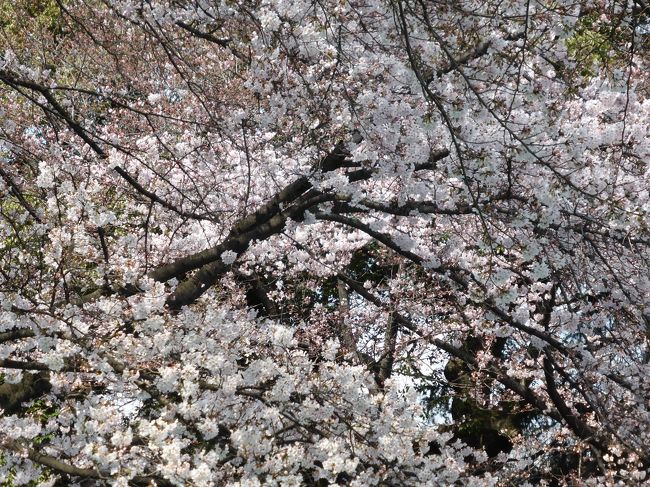 お花見は毎年家の近くでするのですが、今年は少し遠出（？）して駒場公園に行く事にしました。駒場東大前駅近くに行ってみたい（食べてみたい）パン屋があり、そこのおいしいパンとワインでお花見をしようという計画です。<br /><br />前日（1日）は相方が出勤日でこちらに弁当作りの役目が周ってきたので、簡単にできるものと市販品で準備。当日は早めに家を出て駒場東大前駅には10時半過ぎに到着。お目当てのル・ルソールでパンを購入し、駒場公園でおいしいパンとワインでゆっくり花見をしました。2日はまだ満開とは行きませんでしたが、それでも花見客で大賑わいでした。（旧前田家本邸洋館は修復工事中で見る事ができず、こちらもほろ酔い気分だったので駒場公園の紹介にはほとんどなっていませんが、お容赦下さい。)<br />