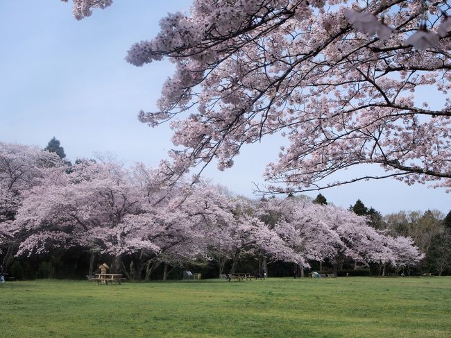 森の中の桜　泉自然公園