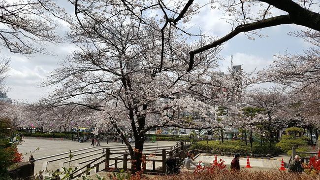 みんなが待っている御花見ですが、今年の御花見は天候のせいで中々いい花見ができません。<br />先日も良かった（小石川後楽園）のですが今日は天気も良くお花見日和それなら場と出かけました。<br />北区王子の飛鳥山、ここまで来たのは生まれて初めて、長らく東京に住んでいますが。<br />大江戸線で春日まで行きそこから南北線で王子に来ました。<br />ここからは都営荒川線、都電も走っています。<br />駅の直ぐそばにある飛鳥山。徳川吉宗が桜を植えて庶民の花見の名所となりました。<br />山なので上ります。ケーブルカーもありますがすごい行列、ならばと坂を上りますと明るい桜の園が開けました。<br />桜には青空が似合います。酒盛りの方もいますが多くの人がゆったりと御花見をしていました。<br />公演なので広場には都電や機関車が展示されみんなが入ることもできます。<br /><br />王子といえばTVドラマおかしな刑事、浅見光彦シリーズに登場する茶店。平塚亭が有名ですが本当にあるのかしら？<br />スマホで検索、交番で聞いたりタクシーの運転手さんにも助けられ探しました。<br />本当にありました。和菓子屋さん。平塚亭。<br />TVドラマで見る茶店は王子人事やの境内の茶店の設定でしたが、それはなかった。<br />此処も行列でしたが並んでお団子や桜餅、赤飯、大福などを買いました。<br />茶店はないけれど店内のある椅子に座りみたらし団子をいただきました。<br />旧古川庭園がすぐ近くに有ります。こちらにも寄ってみました。<br />シニアの私たちは入場料７５円、素晴らしい！<br />桜の花もありチューリップやパンジーが咲いていますここは薔薇で有名な西洋庭園。<br />カフェもあります。薔薇に時期にまた来ましょう。<br />桜を堪能した北区王子界隈でした。