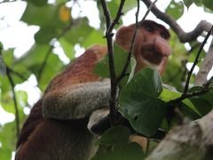 【2017年　マレーシア】娘に会いにマレーシアへ、でも勝手にブラブラ その12　7日目　バコ国立公園で自然を満喫するつもりでしたが