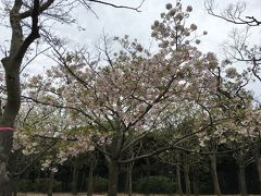 花見と水族館（葛西臨海公園）