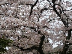 大人の遠足　桜の季節は忙しい
