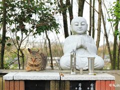 春の福井＆奈良☆かわいい動物巡りの旅(1)＜御誕生寺の猫たち＞