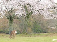 春の福井＆奈良☆かわいい動物巡りの旅(3)＜奈良公園の鹿たち＞