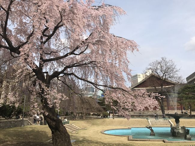 突然のソウル桜 ショートトリップ ソウル 韓国 の旅行記 ブログ By アーサーさん フォートラベル
