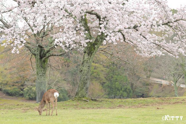 春の桜と鹿を撮りたくて、4月になったら奈良公園へ行こうと決めていた。<br />この機会にまだ行ったことがない福井にも行ってみようかな～。猫寺と呼ばれる御誕生寺には一度行って見たかったし。<br />と、春の福井＆奈良に1泊2日で動物巡りの旅へ。<br />絶対雨の天気予報も上手くすり抜けられて、桜満開の福井と奈良を満喫！！<br />そして猫も鹿もやっぱりかわいい！ほんと癒される～♪<br /><br />=================================================<br /><br />2日目は奈良公園へ。<br />初めての奈良公園なので一応事前に桜と鹿の場所をリサーチしておいたおかげで、ばっちり満開の桜と鹿のコラボが撮れた♪<br />つぶらな瞳の鹿たちとピンク色の桜が一緒になるととってもかわいい☆☆やっぱり来てよかった～。<br />それにしても奈良公園って広いのね～！！広すぎて若草山までは登れなかった。。。<br />初めてだし天気もいまひとつだったし、イメージ通り撮れたかというとそうでもないからまた来年も来ようかな！？？<br /><br />=================================================<br /><br />【旅行日程】<br />１日目　　東京-鯖江めがねミュージアム-御誕生寺-奈良（奈良泊）<br />２日目　　奈良公園-京都-東京★