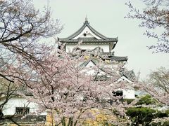 彦根城も桜満開～♪