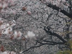 雨の中今井の満開の桜を見て！常盤平のさくら通りの桜も楽しみました！