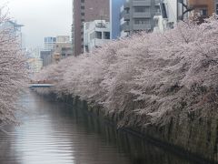 雨の中、目黒川の桜を見る