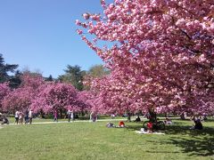 パリ近郊の桜の名所・ソー公園と春のパリ植物園、Fondation de Coubertin（2017年4月）