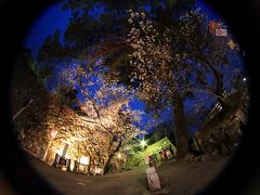 松阪城の桜のライトアップに出かけて来ました
