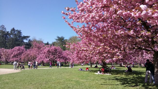 いつも4月下旬から5月の頭にかけて満開になる八重桜「関山」。<br /><br />今年もソー公園へ桜を見に行くのは4月の後半に予定していました。<br /><br />ところが、ソー公園のすぐ近くに住む旦那の同僚から、今週が見頃だと思うという情報を聞きつけ、急遽予定を変更して、例年より2週間位早い時期でしたがソー公園に行って来ました。<br /><br />結果的に、ちょうど満開の良い時期で、お天気もこの春一番の暖かい日。<br /><br />開花の時期が早いせいもあり、今は学校のバカンスシーズンで多くの人が旅行に行っていることもあり、いつもは人でいっぱいのソー公園の桜のエリアでしたが、人も少なく快適でした。<br /><br />その後は、パリの植物園にも桜とポピーを見に行って来ました。<br /><br /><br />***<br /><br /><br />後半は、別の日に行ったFondation de Coubertinの内部の様子を載せました。<br /><br />いつも入れない場所なのですがたまたま開放日を知って、入ることが出来ました。<br />フランスで唯一シャトーや大聖堂、噴水などの装飾や彫刻を作ったり、修復したりできる場所なのです。<br /><br /><br />実際どんなことをしているのか、写真に収めてきましたので、興味のある方は是非。。。