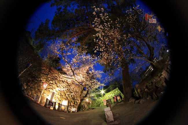 松阪城の桜のライトアップに出かけて来ました 松阪 三重県 の旅行記 ブログ By ３８うさぎさん フォートラベル
