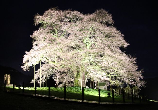 ８度目の逢瀬はライトアップされた醍醐桜と岩井畝の大桜のダブル１本桜観賞。