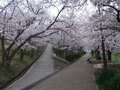 黒鳥山公園の桜