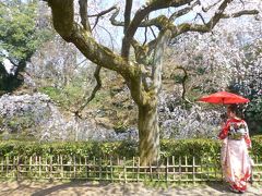 京都の桜  京都御苑近衛邸跡の糸桜～二条城 ライトアップ ～高瀬川～鴨川～白川～近所の桜