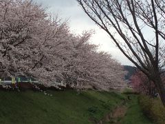 花見しつつ温泉に入る２