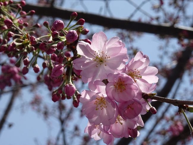 小山評定で知られる小山のまち歩きをしてきました。<br />思川桜という八重の桜は小山近辺の在来種。<br />まだつぼみの多い桜並木も見てきました。