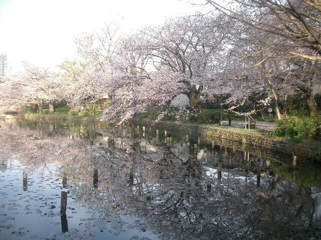 ヤッパリこの時期 さくら 桜 晴れても雨でも 咲く桜と散る桜かな 荻窪 西荻窪 東京 の旅行記 ブログ By Kz0901さん フォートラベル ヤッパリこの時期 さくら 桜 晴れても雨でも 咲く桜と散る桜かな 荻窪 西荻窪 東京 の旅行記 ブログ By Kz0901さん フォートラベル