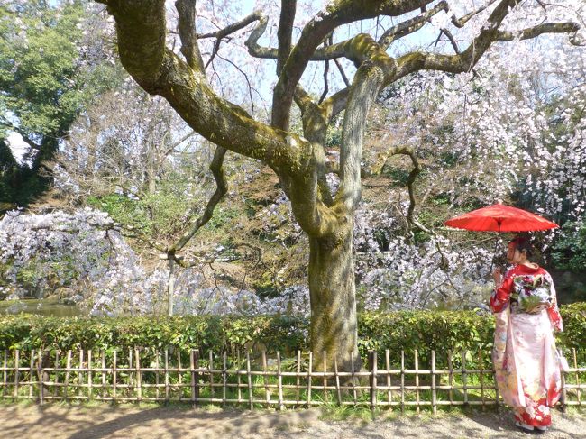 今年の桜は 開花が 遅かったですね。<br />いつもなら 鴨川沿いの桜も満開の4月3日 この日は 早咲きの枝垂れ桜を観に<br />京都御苑近衛邸跡の糸桜を観に行ってきました。<br /><br />桜が開花してから ぱっとしないお天気が続く中<br />今年 大政奉還150周年の二条城のライトアップされた桜の様子も 観に行きました。<br />桜は まだまだ でしたが 今年初めてのプロジェクションマップを楽しめました。<br /><br />先週末から ずっと 雨が降ったり 強風が吹いたりしている京都ですが<br />二条城の桜は やっと 満開になった頃だと思います。<br />ライトアップ プロジェクションマッピングは 4月16日まで ですので <br />もし 機会ありましたら ぜひ お出かけください。