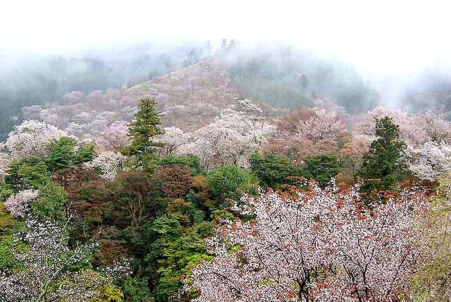 ・吉野山には今迄数回、主としてハイキングが目的で旅行しています。どういうわけか何時も雨の中の桜や紅葉です。<br />この記録は、１４年も前、珍しく日帰りの大阪からのバスツアーに妻と参加した時のものです。<br /><br />・時期は４月の中旬で、桜は満開でしたが、バスで現地に着いたら夫々自由行動で帰りの集合時間に集まるという形式でした。<br />　山歩きの仲間たちとの場合と違って、歩くコースを決めたりせず、のんびりと桜を眺めることにしました。<br /><br />・残念ながら雨の中で、傘をさして歩き、気温も低く早く切り上げたい気持ちもありましたが、中千本辺りまでは頑張ることにしました。<br /><br />・そして中千本に到着して、”〇雲館”というホテルの野天風呂に入ることにしました。　そこで食事をした記憶はありませんので、休憩と温泉入浴だけだったと思います。<br /><br />・妻に内緒でしたが私は目論見がありました。風呂は男女別ですから、誰もいなければ露天風呂からも写真が撮れる、そんな<br />場所かは分かりませんが、カメラを隠し持ちました。<br /><br />・中千本で撮った１０枚ほどの写真は、実はその露天風呂からと自分の部屋や廊下の窓等から撮った写真です。<br />　露天風呂入浴の費用は記憶にありませんので、そんなに高額ではなかったと思います。<br />　ホテル・旅館はそんな宣伝はしておりませんが、カメラマンとしては覚えていて損はないと思います。<br /><br />