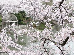 薄曇りの桜満開の公園は幻想的な世界