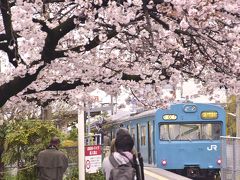 神戸の地に残る国鉄型車両103系を追いかけて、満開な桜が咲き広がる和田岬に訪れてみた