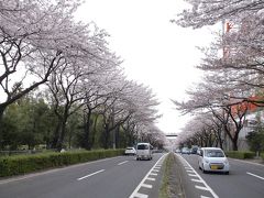十日市場（神奈川県）の桜並木・・・・