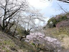 満開の桜を愛でる ー 「多摩森林科学園」を訪ねて