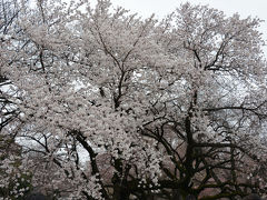 東京の花見・その１（目黒川・井の頭恩賜公園・新宿御苑）