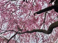 桜を見に日帰りで京都へ