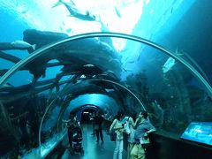 シンガポール水族館の水槽は日本製だった！！　（シンガポール番外編　・　水族館）