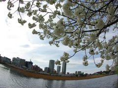 久しぶりの青空　ソメイヨシノはもう終わり　しだれ桜が満開の上野