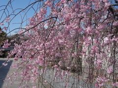 名古屋能楽堂周辺の桜がきれいに満開でした。