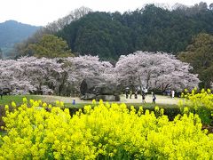 さくら咲く… 大和し うるはし… ◇ 飛鳥から吉野の千本桜へ