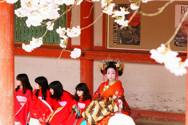 関西も桜が満開です。でもお天気が・・・、そんなこと言ってられません。<br /><br />京都の南、八幡市の背割提の桜！いつの間にか関西のお花見ランキング１位に！！今年、展望塔が新しく出来たから・・・、などという大人の事情はさておき、約1，4キロにわたる桜のトンネルは見ごたえがあります。<br /><br />そして昨年、石清水八幡宮が国宝に指定されました。こちらも桜の名所でもあります。<br /><br />そしてこの日は、「石清水八幡宮 太夫道中」が行われます。<br /><br />ということで、八幡市を探索します。<br /><br />サクラ編と太夫道中編に分けました。<br /><br />サクラ編     http://4travel.jp/travelogue/11231651<br /><br />松花堂庭園　→　さくら公園　→　石清水八幡宮　→　背割提<br /><br />というメニューをご用意させていただきました。よろしければ召し上がってください。