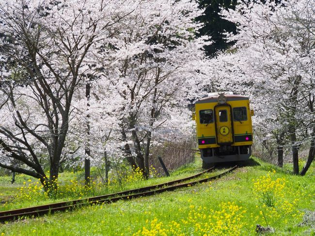 菜の花と桜、春のいすみ鉄道に出掛けて来ました。