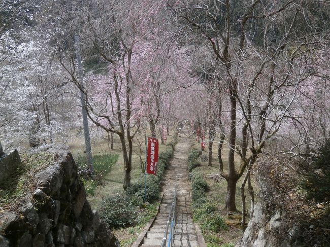 ４月になり地元では桜が咲いてきました。<br />たまたまみんながオフの日があったのでどこかお花見へ行こうかということになりました。<br />私がちょっと調べてみたところ、この時期にちょうど桜がきれいに咲いているであろうところが奥秩父の小鹿野という所で見られる情報を知ったので家族みんなでドライブへ行くことにしました。<br /><br />我が家の日帰りふらりドライブ旅行、どうぞご覧ください(-人-)。<br /><br />※ちなみに写真は秩父の小鹿野にある光西寺の桜風景です。開花までまだ早かったようです(^_^;)。今年は例年よりも開花が遅いようでした。<br /><br />※行く際にあたって、日頃からお世話になっているみかりさんの『&lt;秩父・小鹿野花散歩・１＞しだれ桜の里「三山久月・光西寺の名櫻」　絶景！ピンクの里山』と『&lt;秩父・小鹿野花散歩・２＞1000本の花桃が咲くピンクと白の「花桃街道」＆小鹿野の春祭り』を参考にしました。<br />みかりさんの参考旅行記<br />・『&lt;秩父・小鹿野花散歩・１＞しだれ桜の里「三山久月・光西寺の名櫻」　絶景！ピンクの里山』<br />http://4travel.jp/travelogue/11122695<br />・『&lt;秩父・小鹿野花散歩・２＞1000本の花桃が咲くピンクと白の「花桃街道」＆小鹿野の春祭り』<br />http://4travel.jp/travelogue/11123601<br />そちらも合わせてご覧下さればと思います(-人-)。<br />