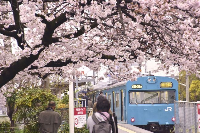 神戸の地に未だに現役で運用されている青色の国鉄型車両103系を追いかけて、満開な桜が咲き広がる和田岬に訪れてみました。<br />また、神戸に咲く桜の風景を探しに、北野天満神社の桜と神戸市立王子動物園の「夜桜通り抜け」に訪れてみました。