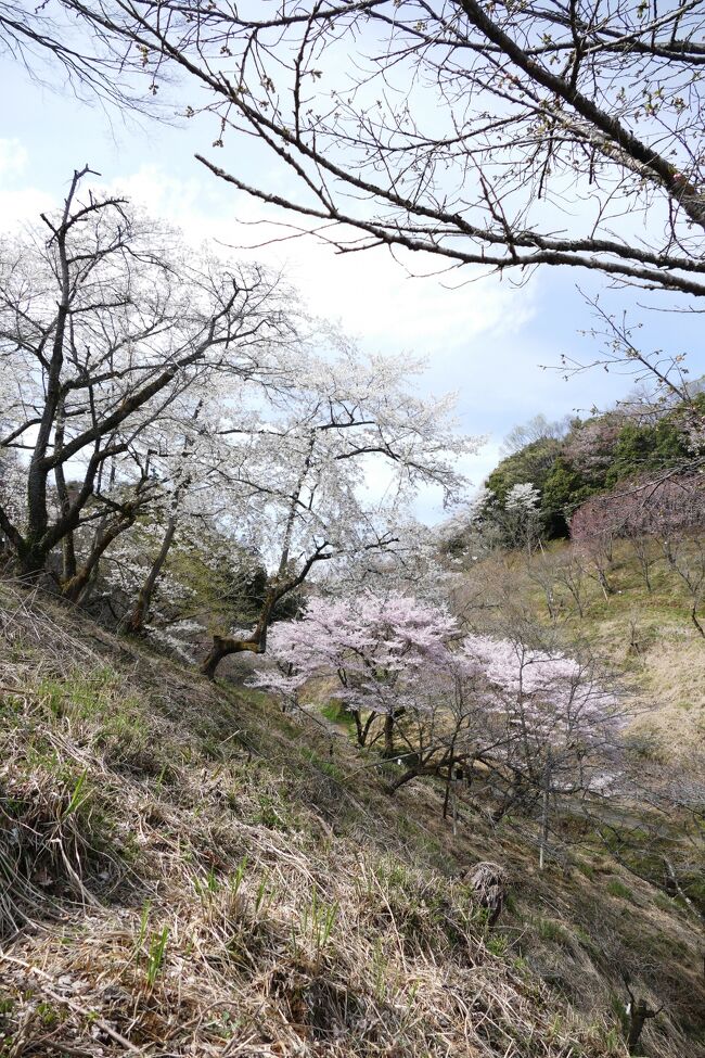 ４月も10日を過ぎると東京では桜はもう葉桜となり、大方の桜の名所では見納めの時となっている。しかし、東京八王子にある「多摩森林科学園」にはサクラ保存林があり、ここでは桜の咲く時期が少しずつずれているために今なお楽しむことが出来る。<br /><br />４月中旬に出掛けてみた。多摩森林科学園というのは、桜の保存・育成を行っている国の研究機関で、桜の開花時期にあわせて特別に公開されている。もちろん、年間を通じて通常も開いているが、この時期以外はあまり訪れる人はいないようである。ところで、この森林科学園をご存知ですか。<br /><br />今回訪れた時は天気はさほど良い状態ではなかったが、何とか見ることが出来た。ここは３月下旬から4月終わりにかけて長期間様々な種類の桜を楽しむことが出来、また、訪れる人もそう多くはないので、穴場的な存在であると思う。
