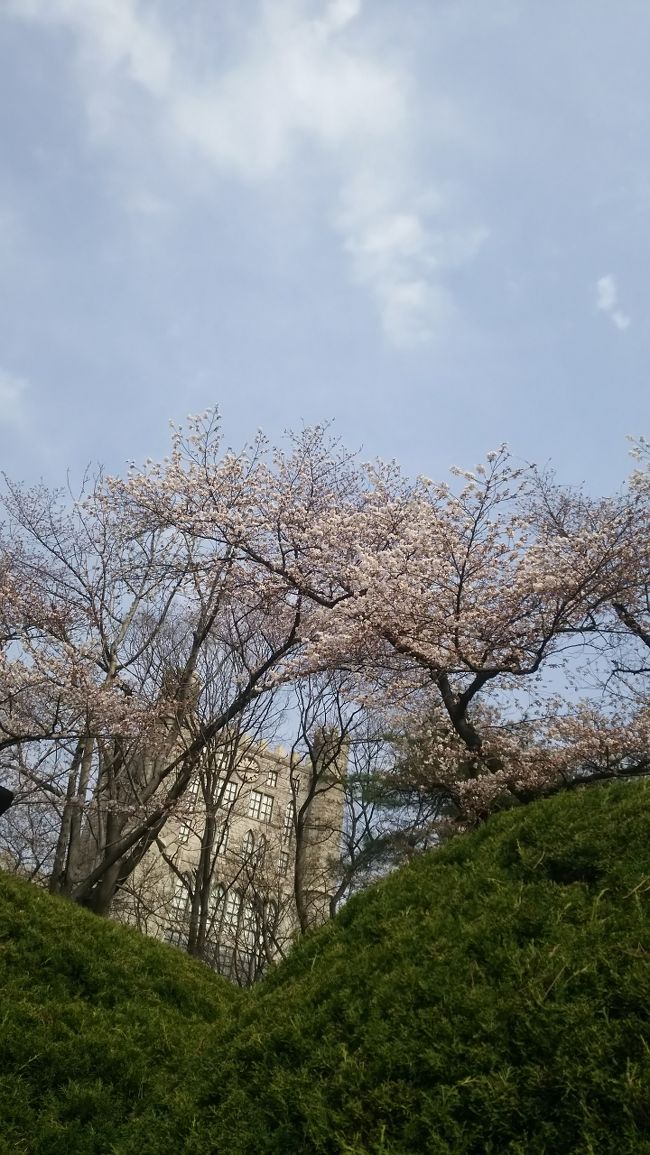 桜の時期なので１度韓国の桜が見てみたくて行ってきましたぁ(*^^*)