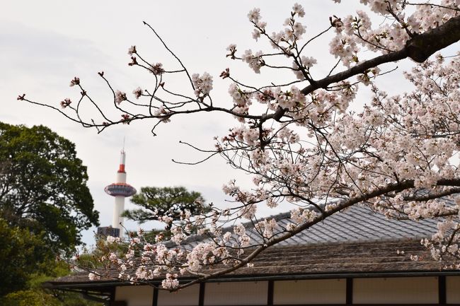 毎年勝手に恒例としている京都でのお花見旅行、<br />今年は４日間に渡り、行って参りましたー(ﾟ∇ﾟﾉﾉ&quot;☆ﾊﾟﾁﾊﾟﾁ!!!<br /><br /><br />いつも枝垂桜をメインに見に行っており、暖冬の年も寒さが長引く年も<br />花まつり（４月８日）の辺りに行けばドンピシャ！だったため<br />ここ数年は開花予想なんて全く気にしてなかったのに、<br />今年は開花が遅すぎて、現地に着くまでヒヤヒヤしっぱなし。<br /><br />結果としては、開花状況と天気などで<br />前日や当日に行き先を変更した所も有ったけど<br />概ね良好、今年も素晴らしい桜を堪能させて頂きました！