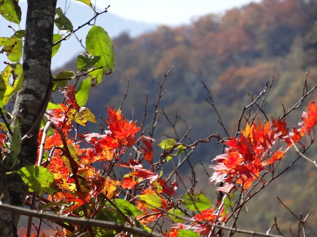 今回は那須塩原ー那須高原あたりを紅葉を探してドライブしました。