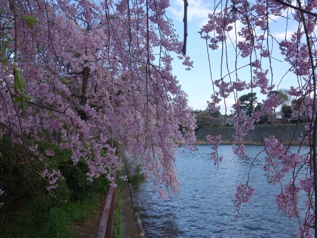 名古屋城を囲むお堀の桜が満開です。特に北堀の枝垂桜がみごとでした。