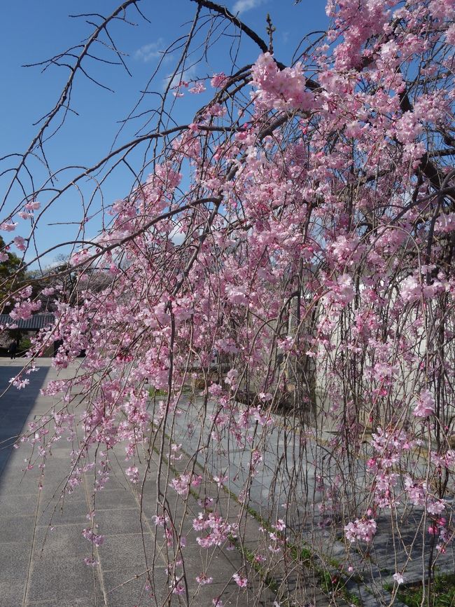 名古屋能楽堂周辺はとてもきれいに整備されているところです。桜もきれいに咲いていました。