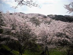 2017年4月　山陽小野田市　竜王山公園で花見をしました。