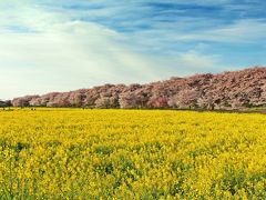 春霞に漂い 朱鷺色に輝く【幸手 権現堂桜堤】 