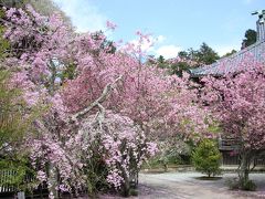 鎌倉の花散歩：桜と花海棠を一緒に楽しむ