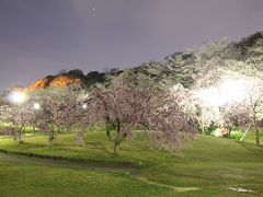 水源公園の夜桜